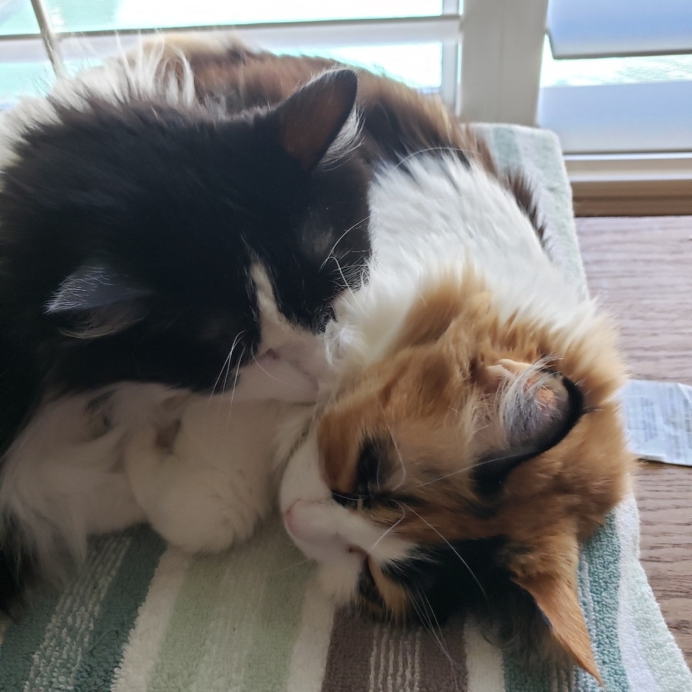 Meet your Posher, Julie